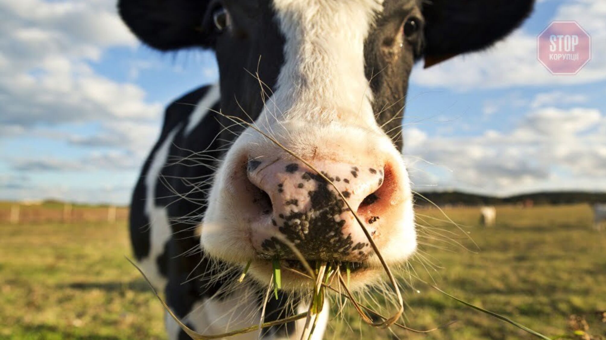 На Луганщині легковик збив корову на дорозі