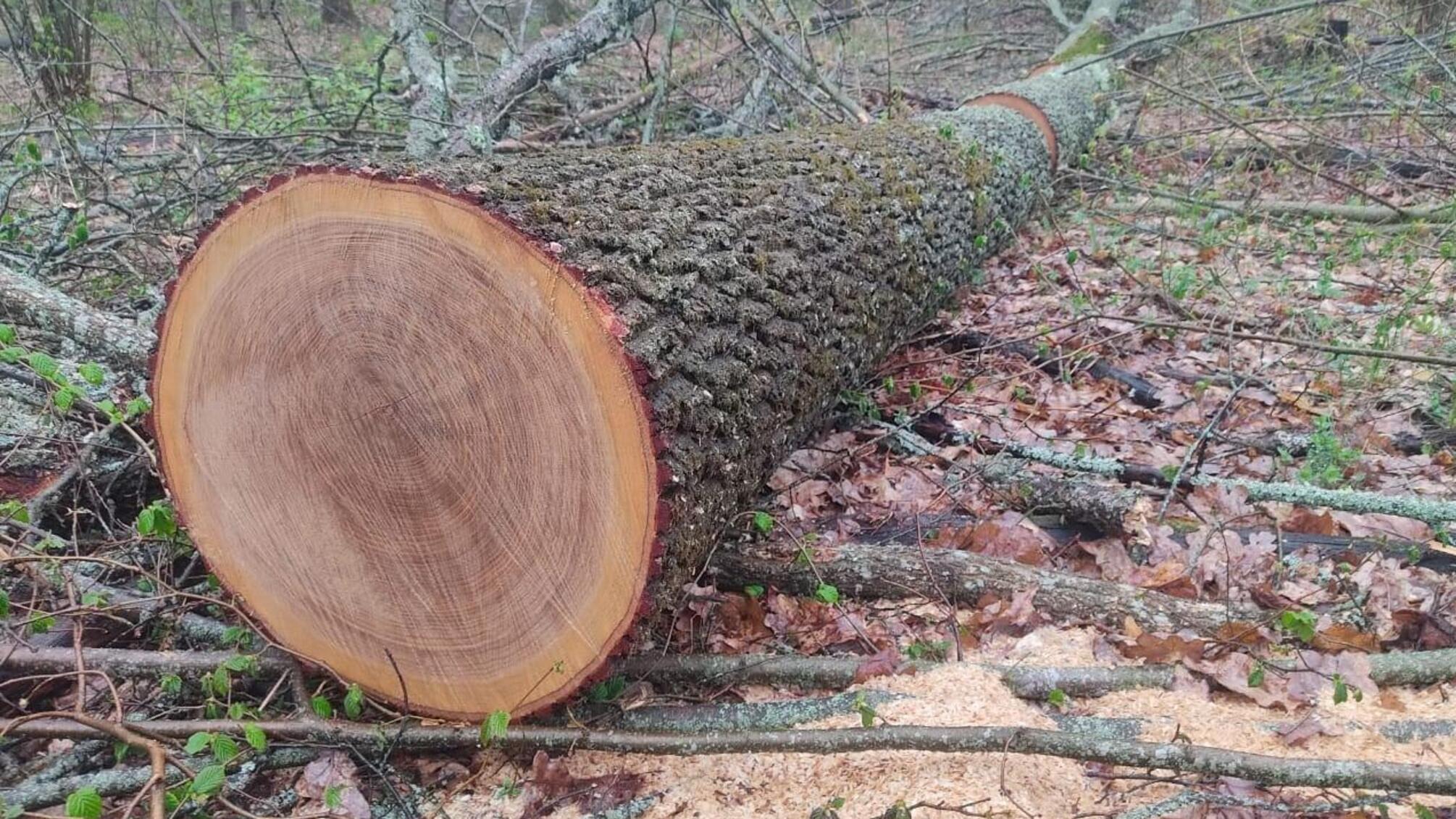 На Сумщині правоохоронці викрили групу осіб у незаконній порубці лісу