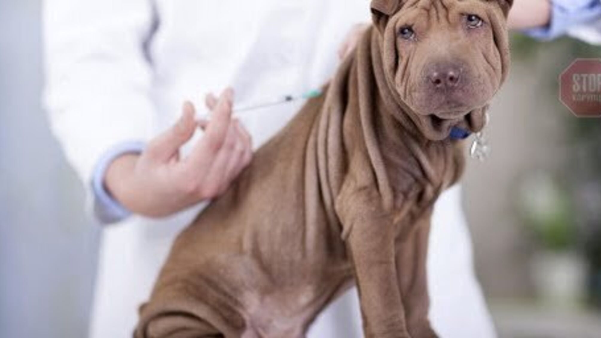 У РФ почали вакцинувати тварин від COVID-19