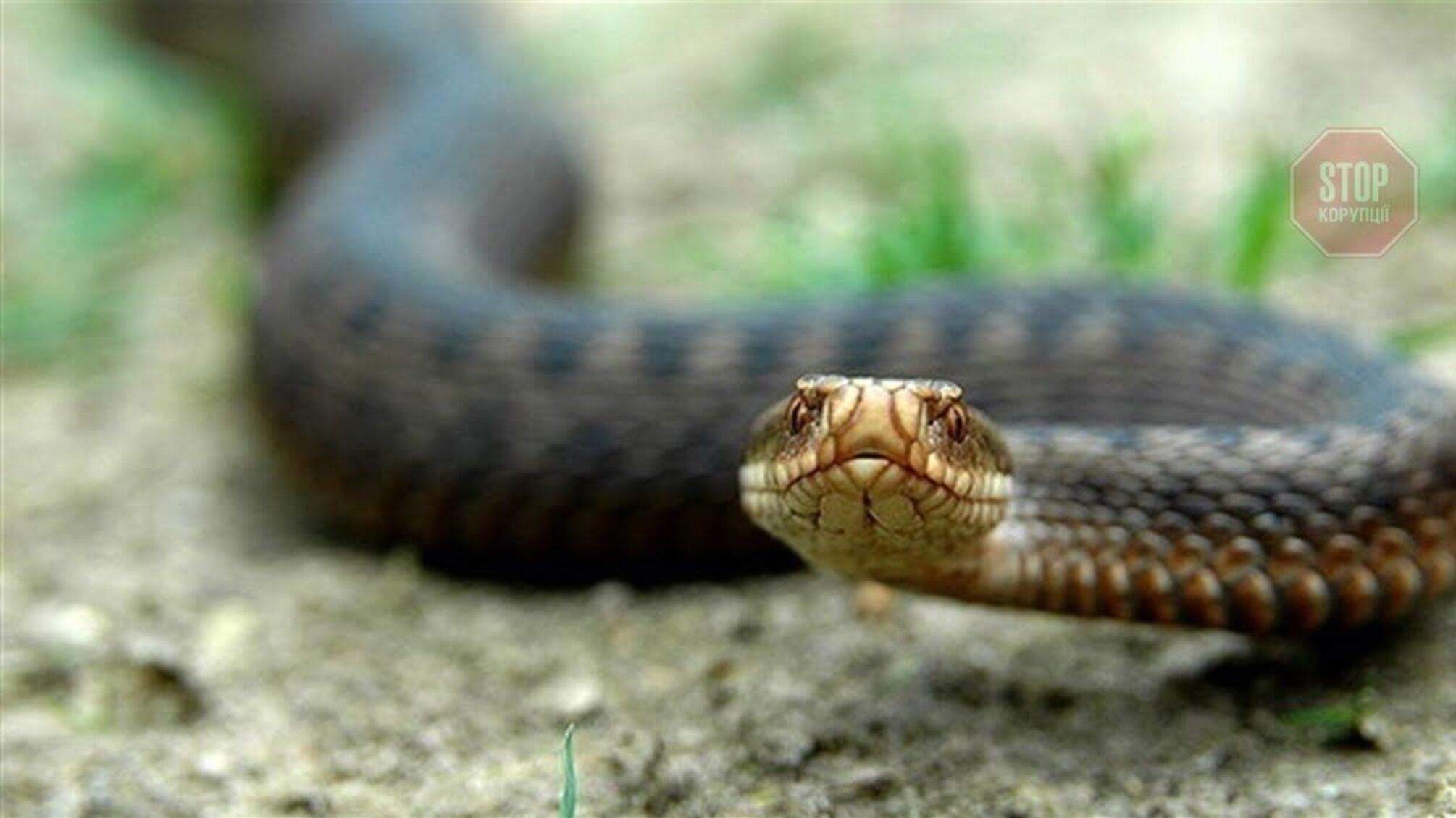 Новини Дніпра: у кафе людей налякали дві змії, їх довелося відловити