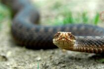 Новости Днепра: в кафе людей напугали две змеи, их пришлось поймать