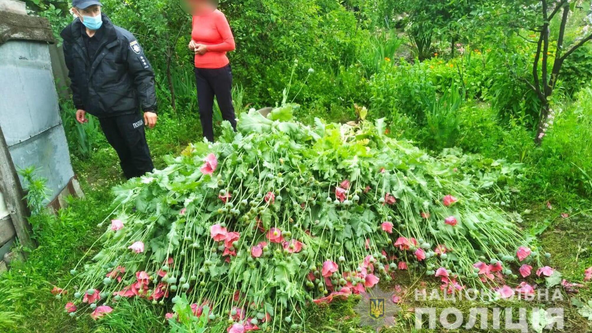 Жительці Березівського району доведеться понести кримінальну відповідальність за незаконне вирощування маку