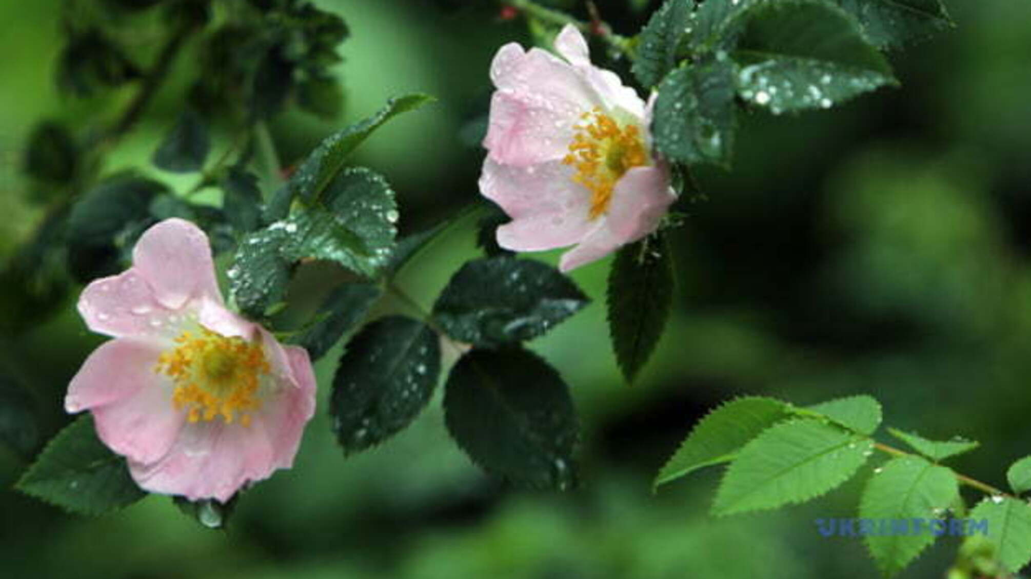Дощитиме до кінця тижня, подекуди - грози та шквали