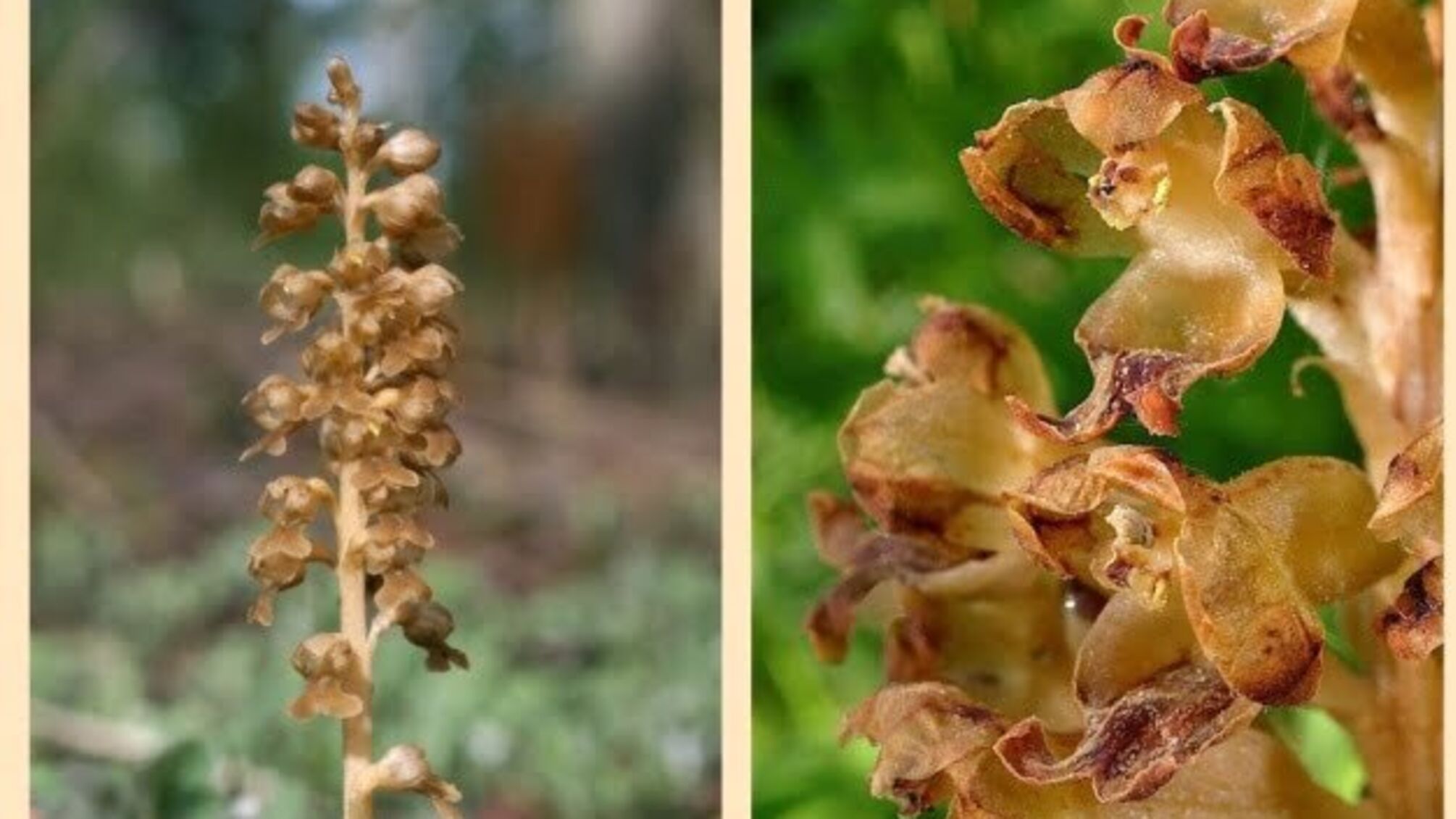 На Житомирщині розквітла червонокнижна лісова орхідея