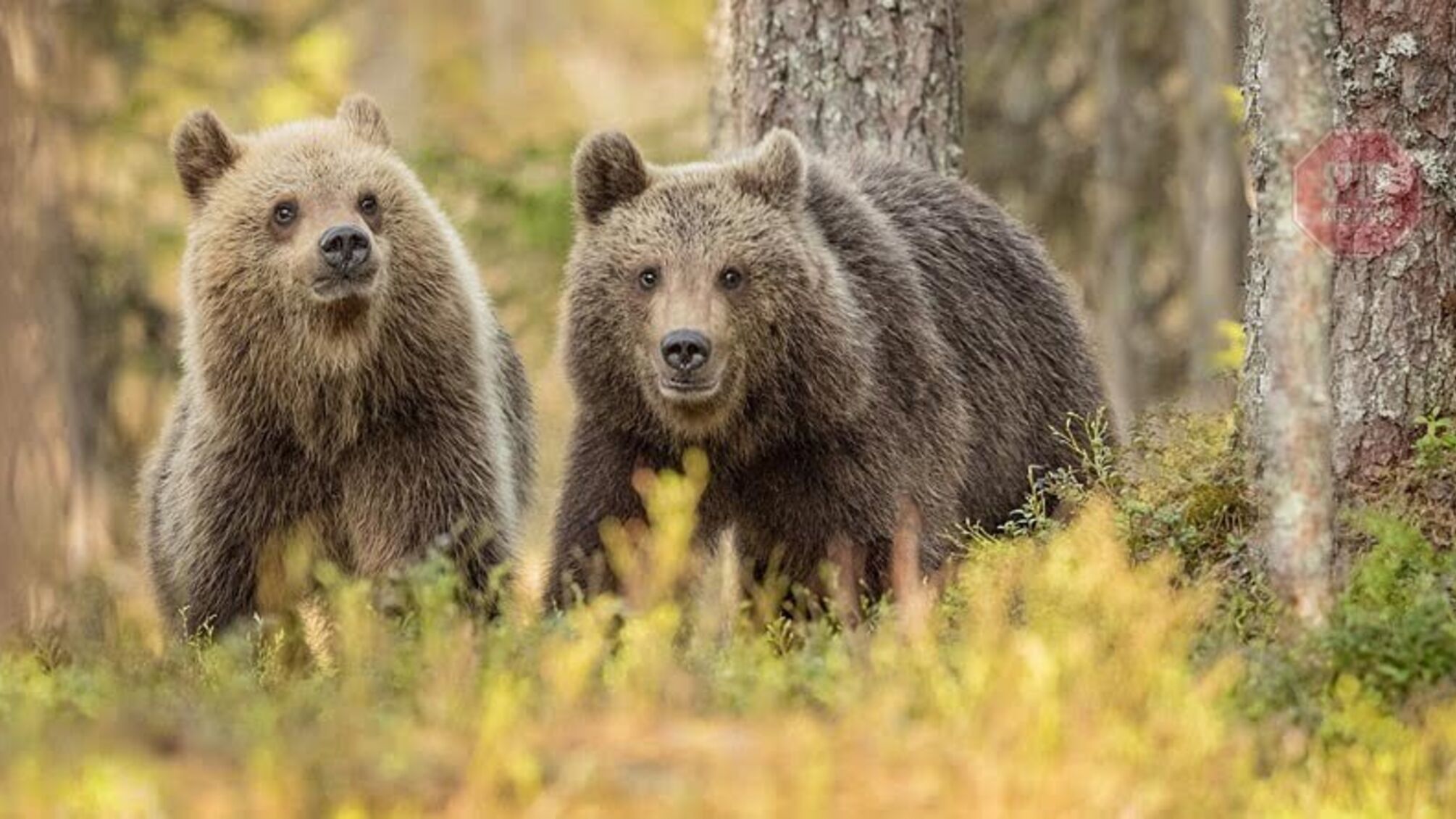 У власності Укрзалізниці виявили двох ведмедів