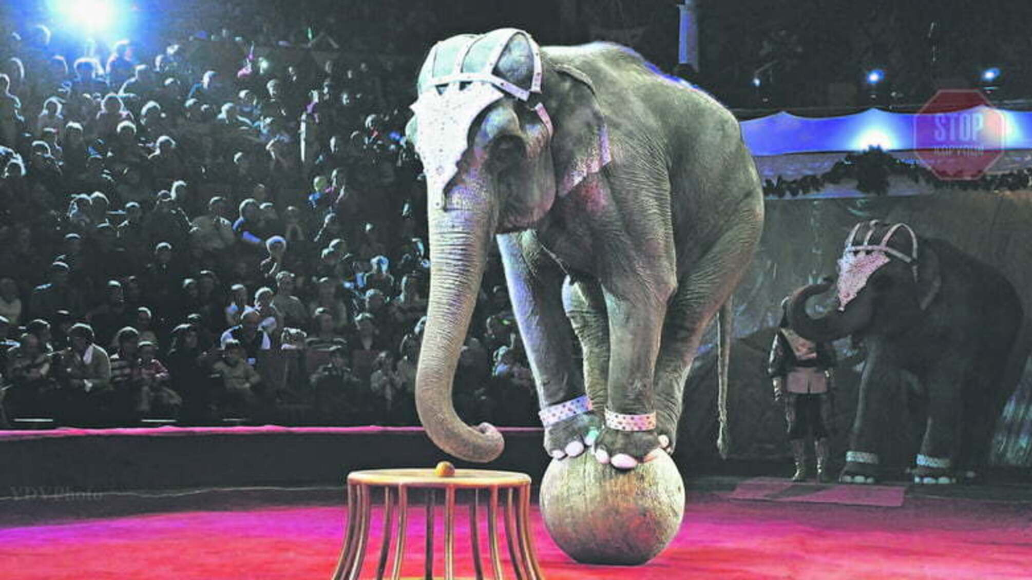 Використання тварин у цирку та контактні зоопарки можуть опинитися під забороною