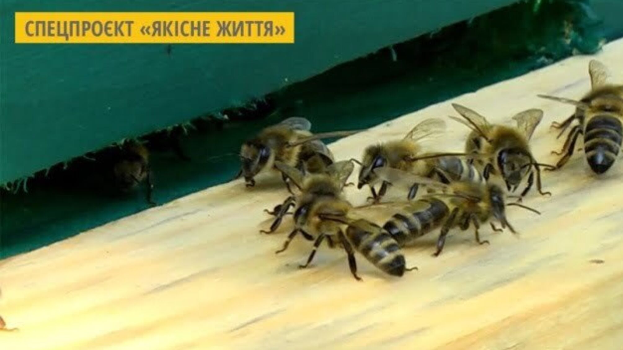 У музеї Довженка на Чернігівщині створили «готель» для комах