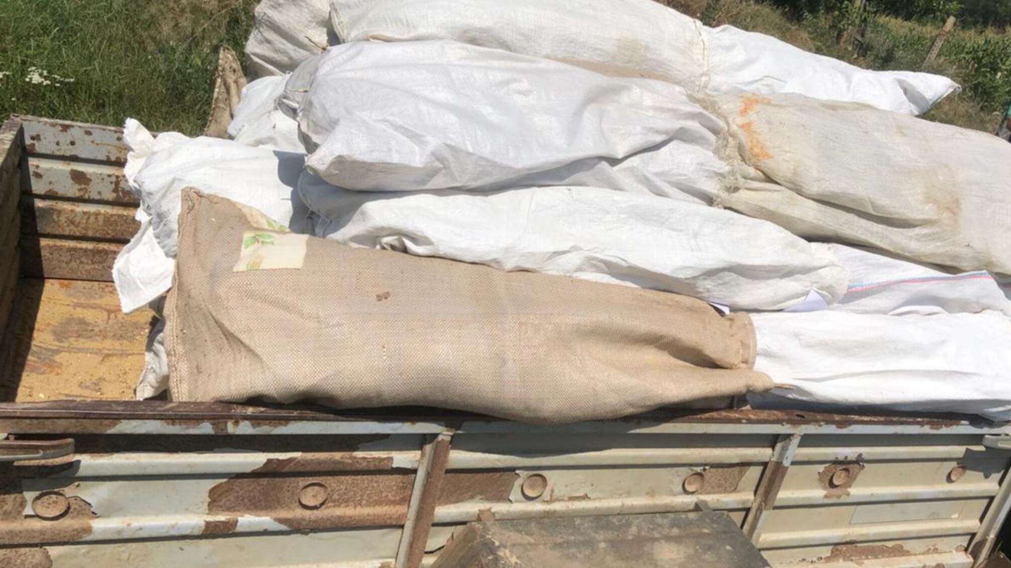 На Одещині поліцейські викрили двох громадян у незаконному вирощуванні снодійного маку та конопель