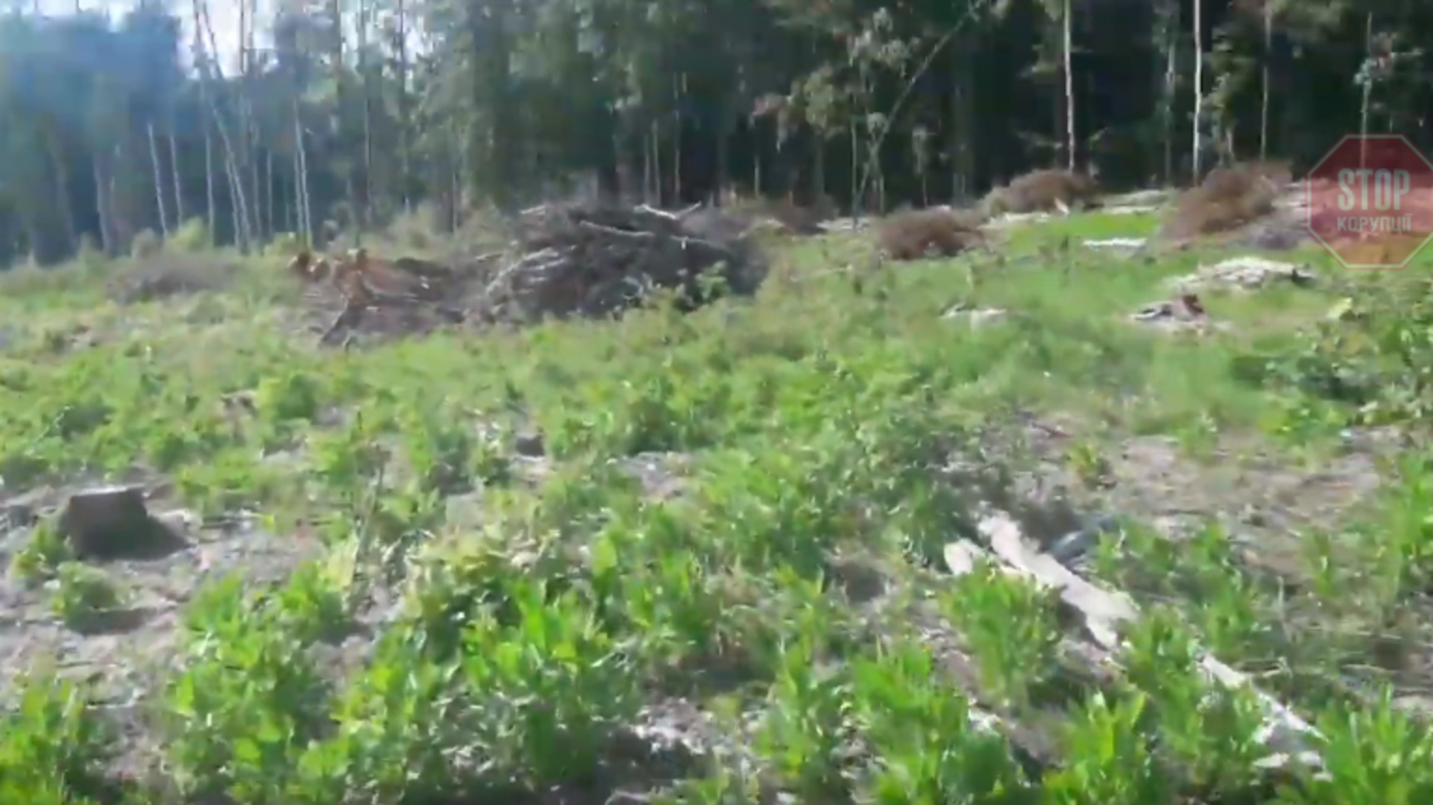 Активісти на Житомирщині показали вирубку лісу під геологорозвідку бурштину