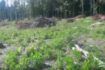 Активісти на Житомирщині показали вирубку лісу під геологорозвідку бурштину