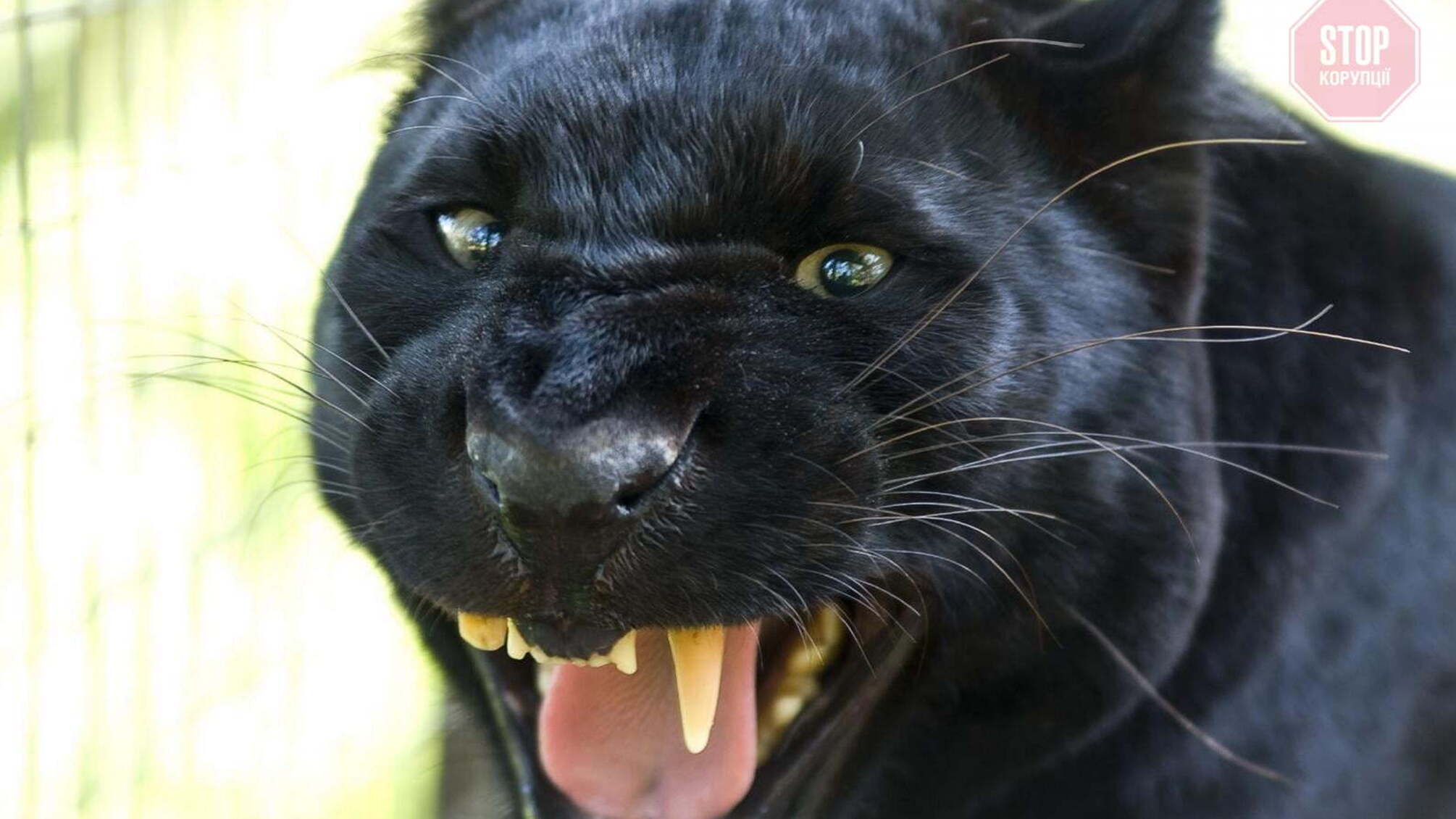 На Полтавщине в зоопарке на мужчину напала пантера