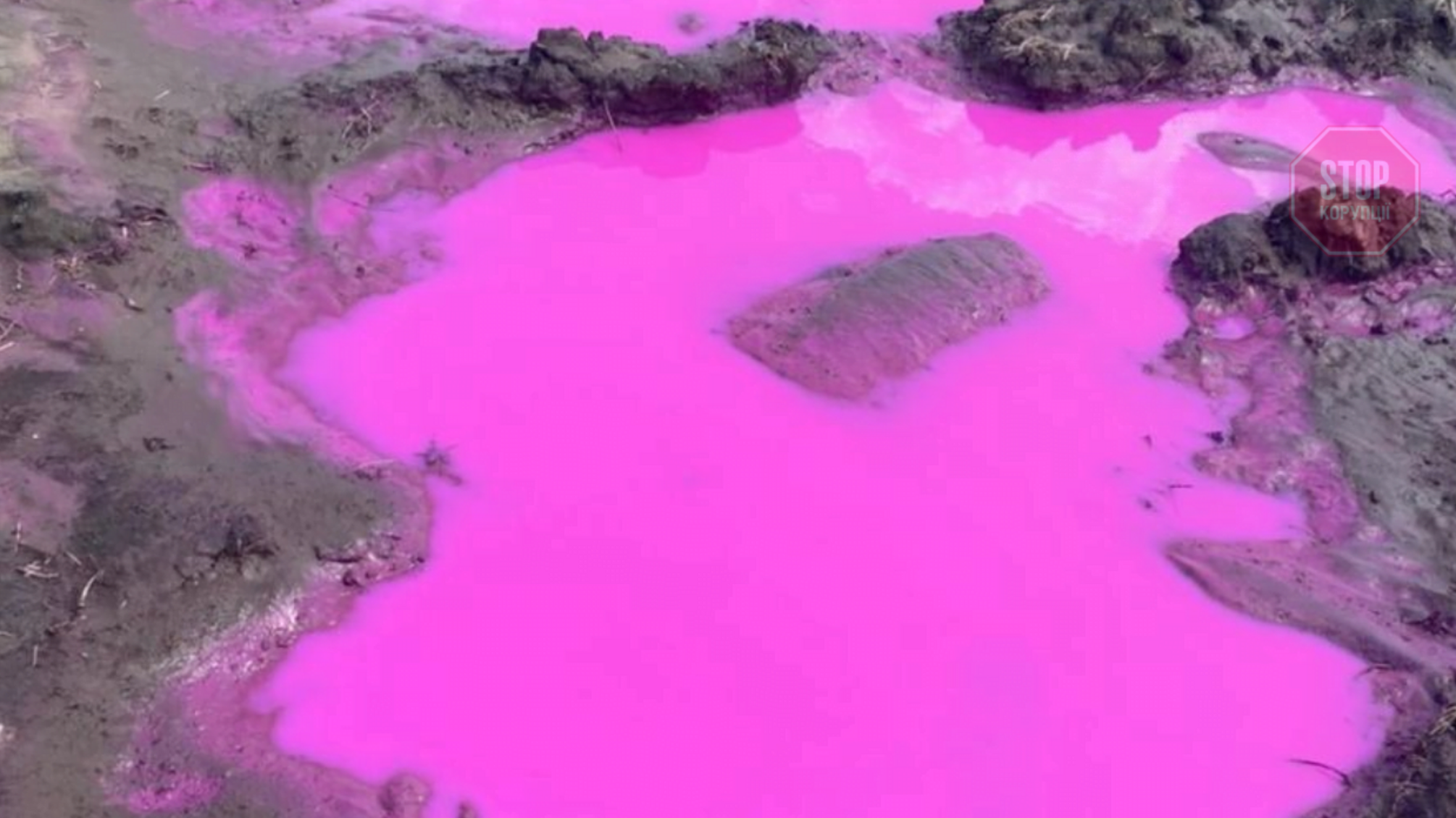 На Ровенщине появились розовые лужи в полях (видео)