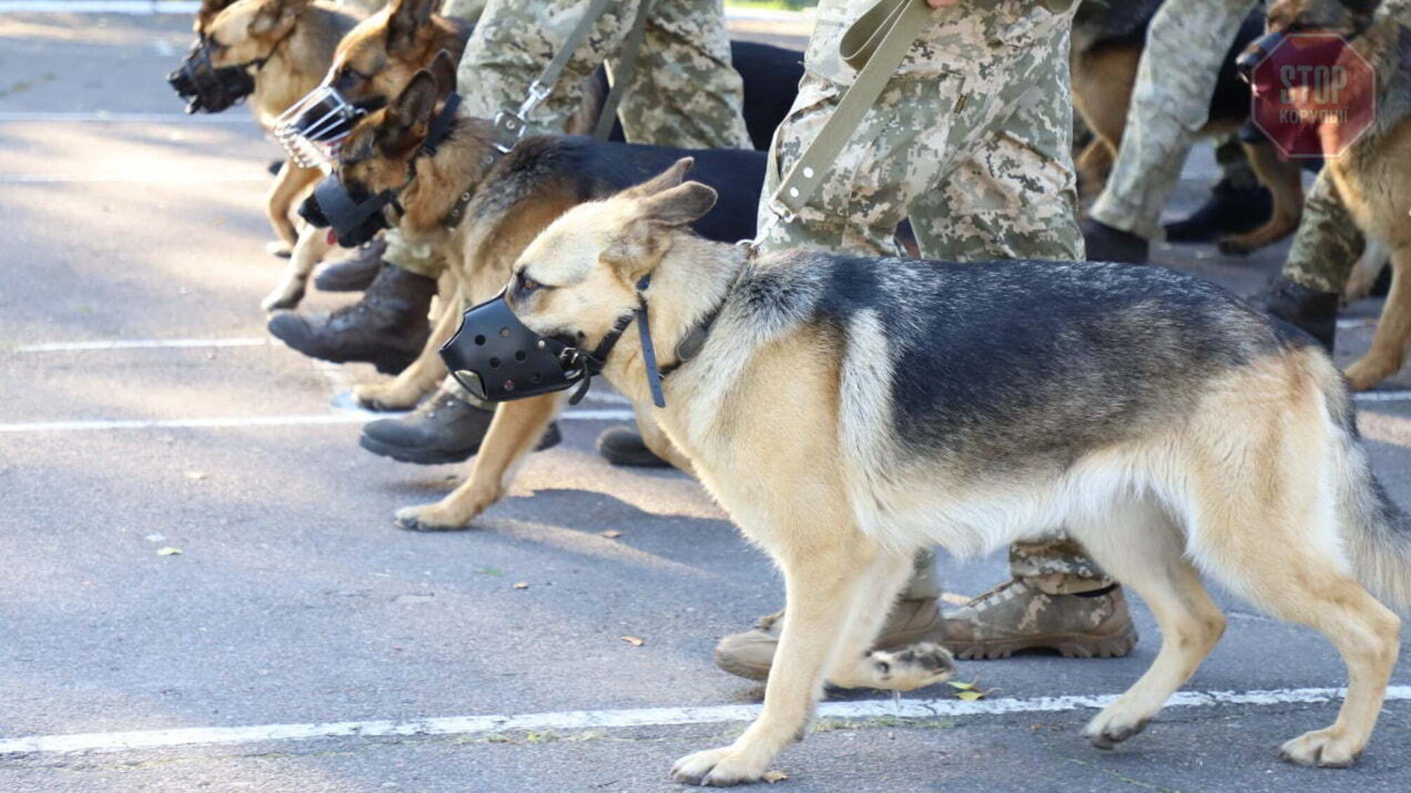 30-річчя Незалежності України: собаки прикордонників вперше стануть учасниками параду