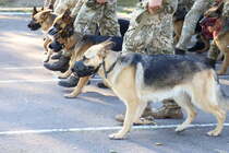 30-летие Независимости Украины: собаки пограничников впервые станут участниками парада