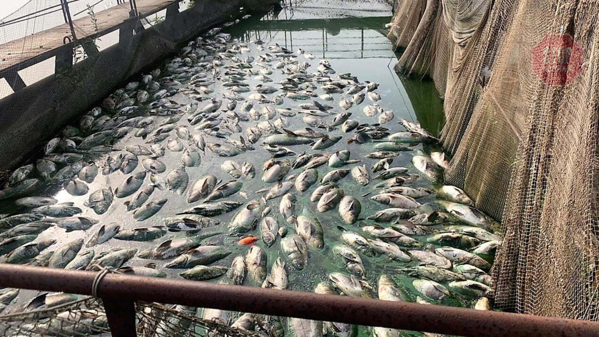 Юшка від олігарха: на Львівщині у Західному Бузі загинула риба через скидання гарячої води з ТЕС