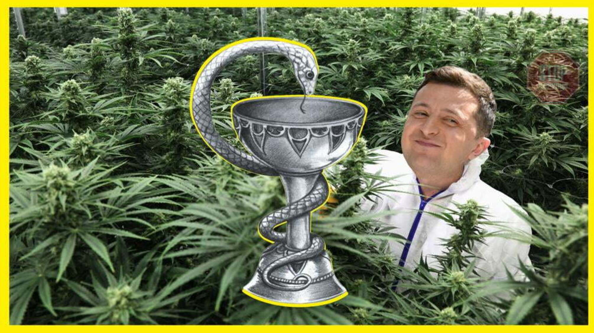 Конопляна загроза для РНБО: як українці виборюють легалізацію медичного канабісу