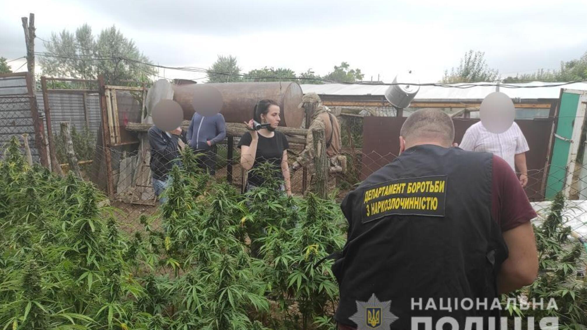 Поліцейські викрили чотирьох жителів Болградського району в незаконному вирощуванні конопель та виготовленні канабісу