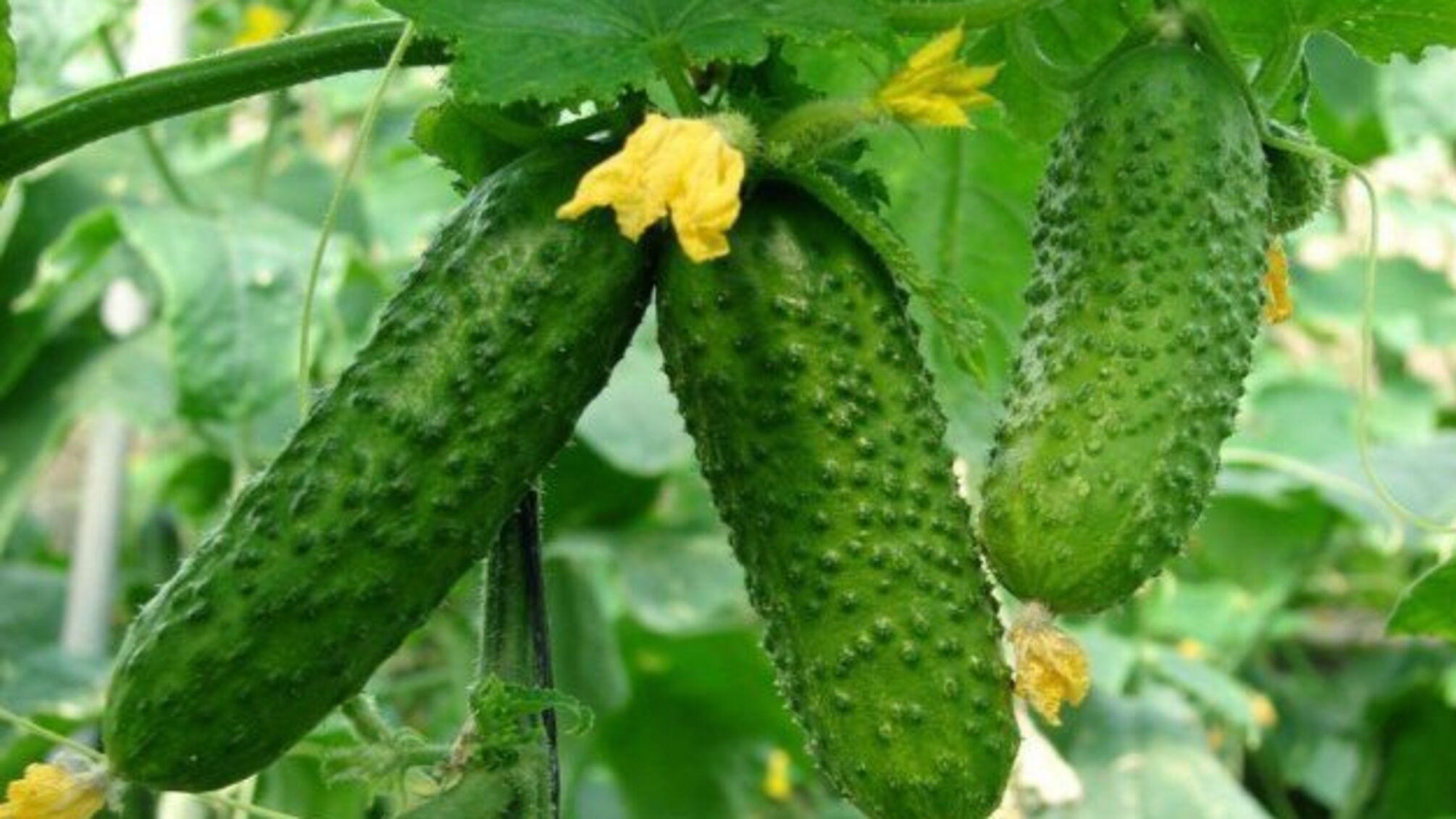 17 серпня: народний календар і астровісник