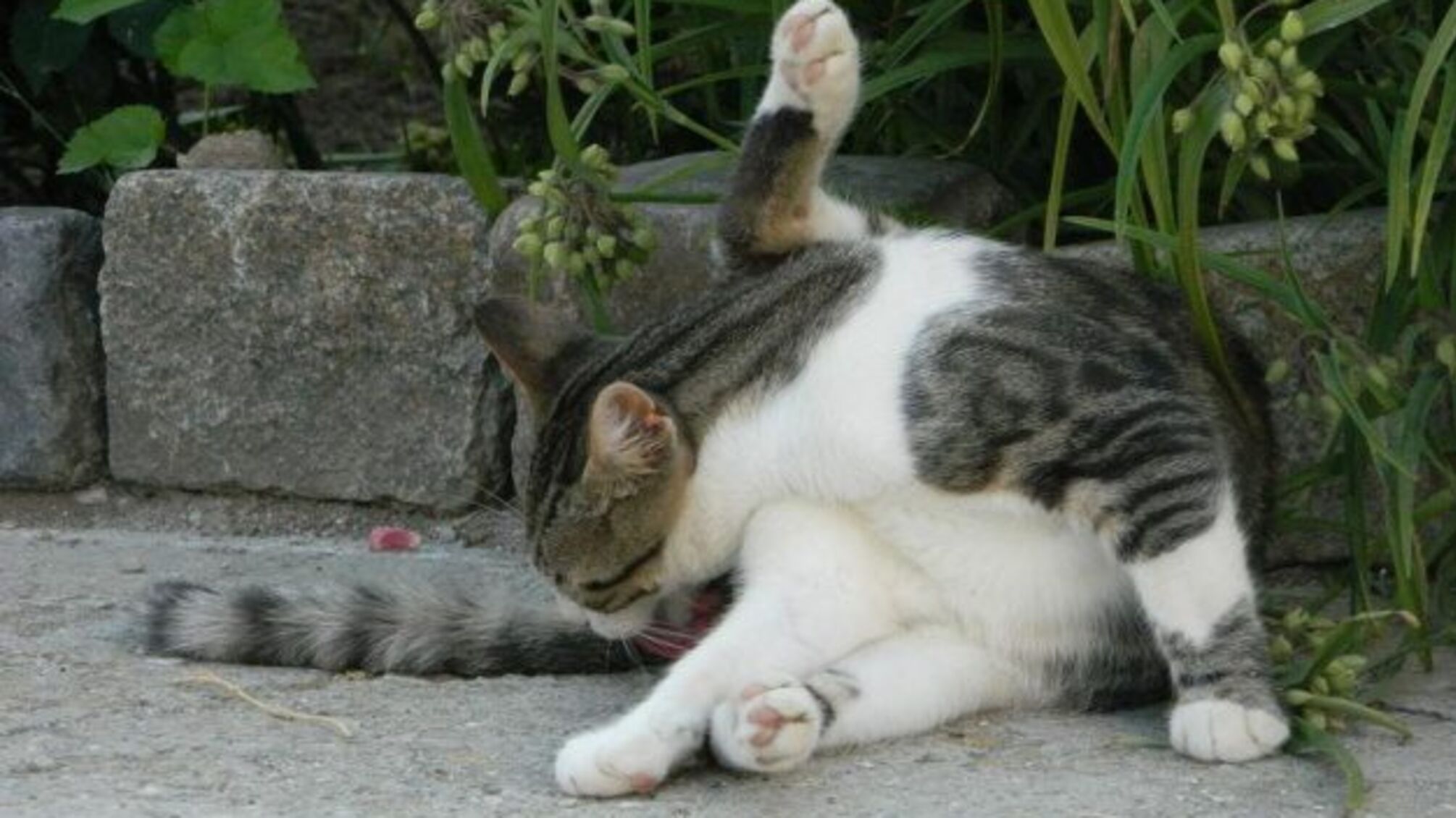 25 серпня: народний календар і астровісник