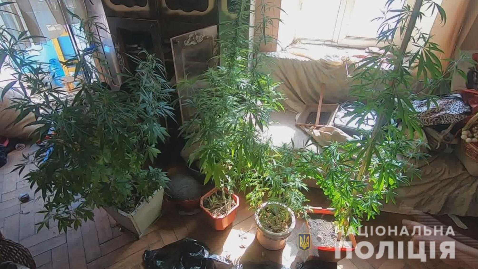 Жителя Одеси поліцейські викрили у незаконному вирощуванні конопель та зберіганні наркотиків