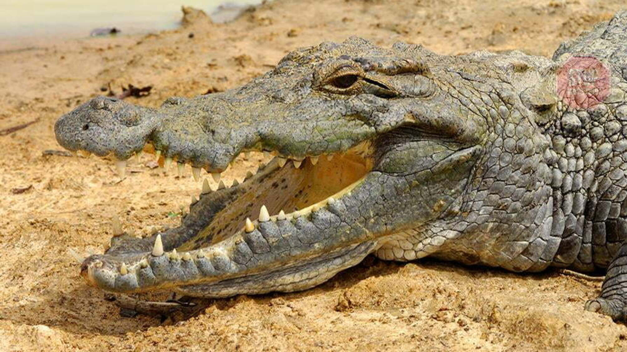 На Арабатской стрелке достали из воды крокодила