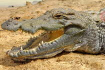 На Арабатській стрілці дістали з води крокодила