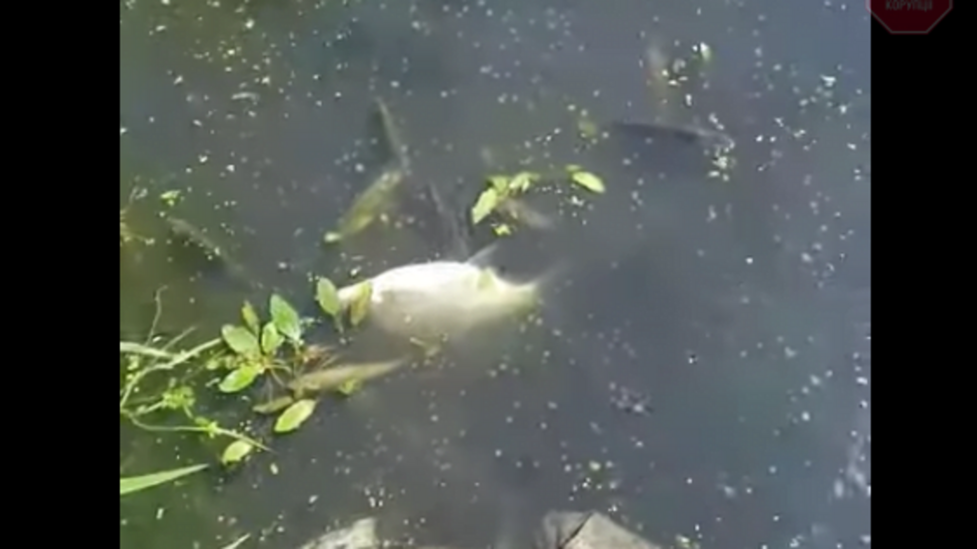 Екологічна катастрофа на Житомирщині: у річці Тетерів масово гине риба через вилив каналізації