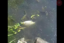Екологічна катастрофа на Житомирщині: у річці Тетерів масово гине риба через вилив каналізації