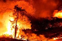 У Туреччині поліція заарештувала підозрюваного в підпалюванні лісів