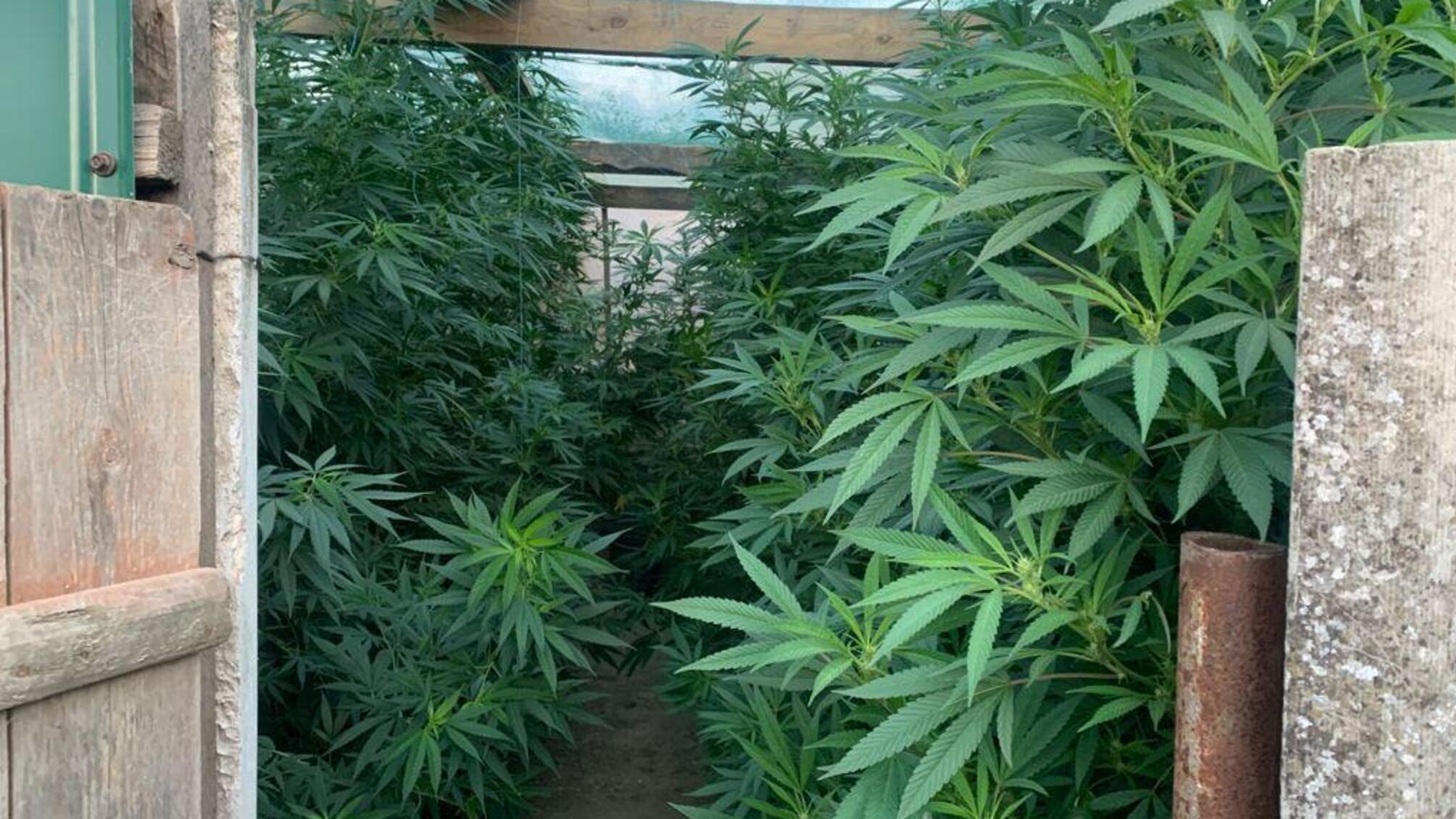 Поліцейські викрили жителя Ізмаїльського району в незаконному вирощуванні конопель та зберіганні зброї