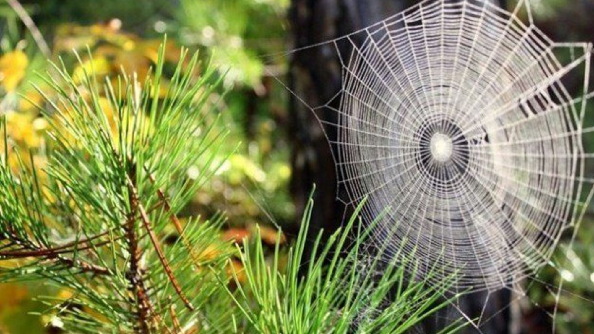 В Україні прогнозують ще кілька днів заморозків, потім – «бабине літо»