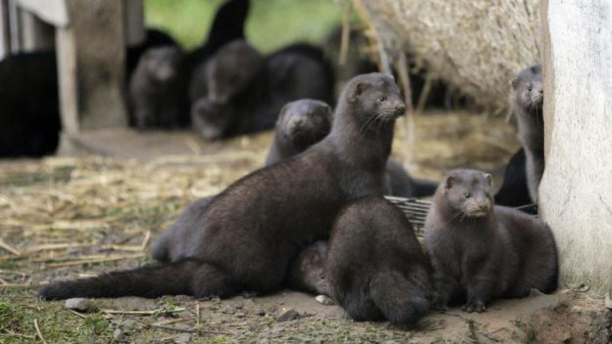 У Данії на рік продовжать заборону на розведення норок