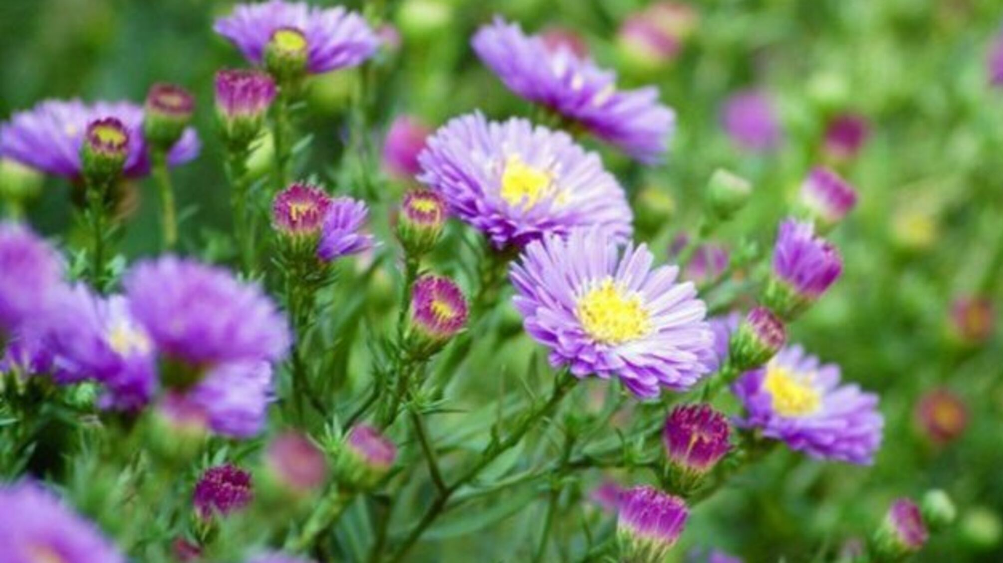 7 вересня: народний календар і астровісник