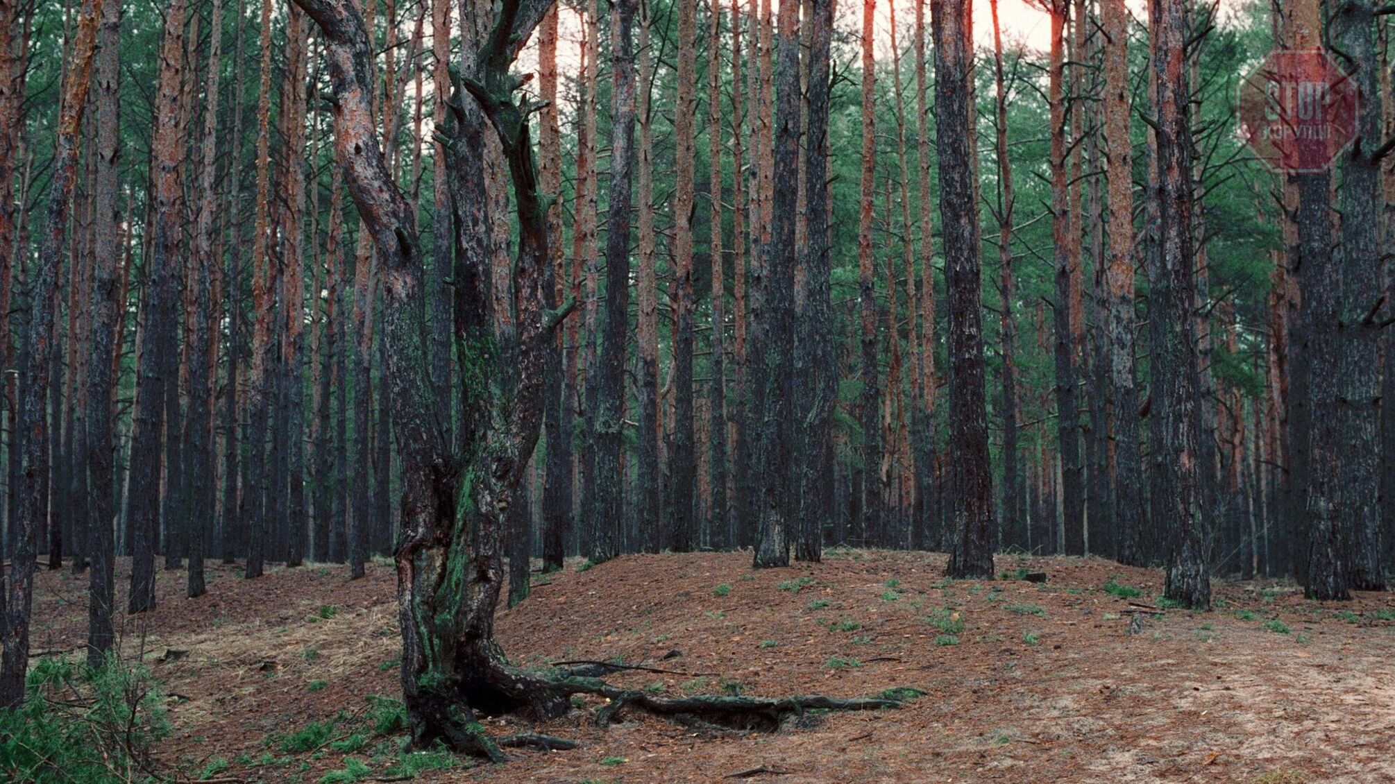 У Києві знищують Биківнянський ліс: прокуратура відкрила кримінальне провадження