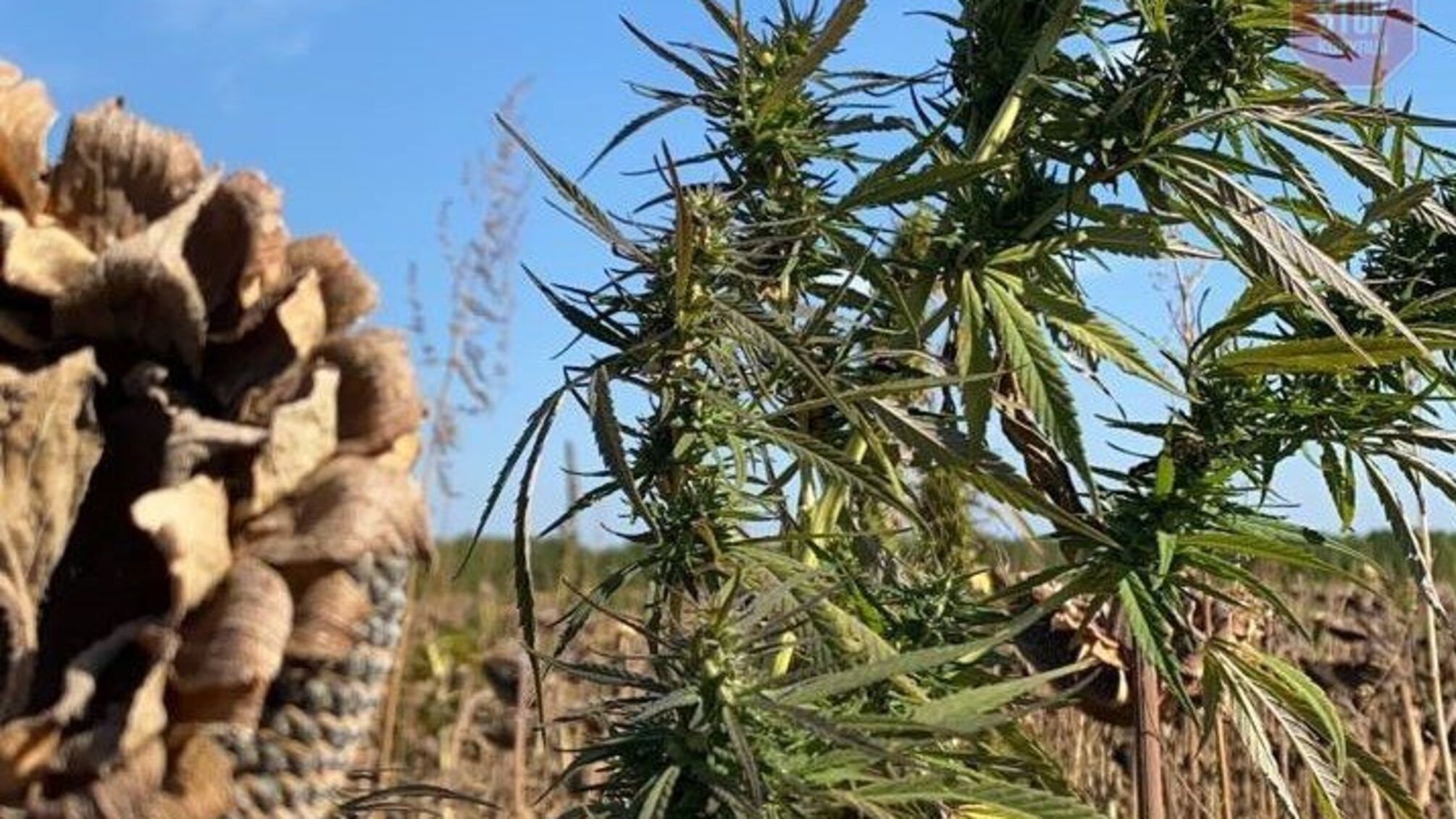 На Дніпропетровщині спалили коноплі вартістю в десятки мільйонів грн