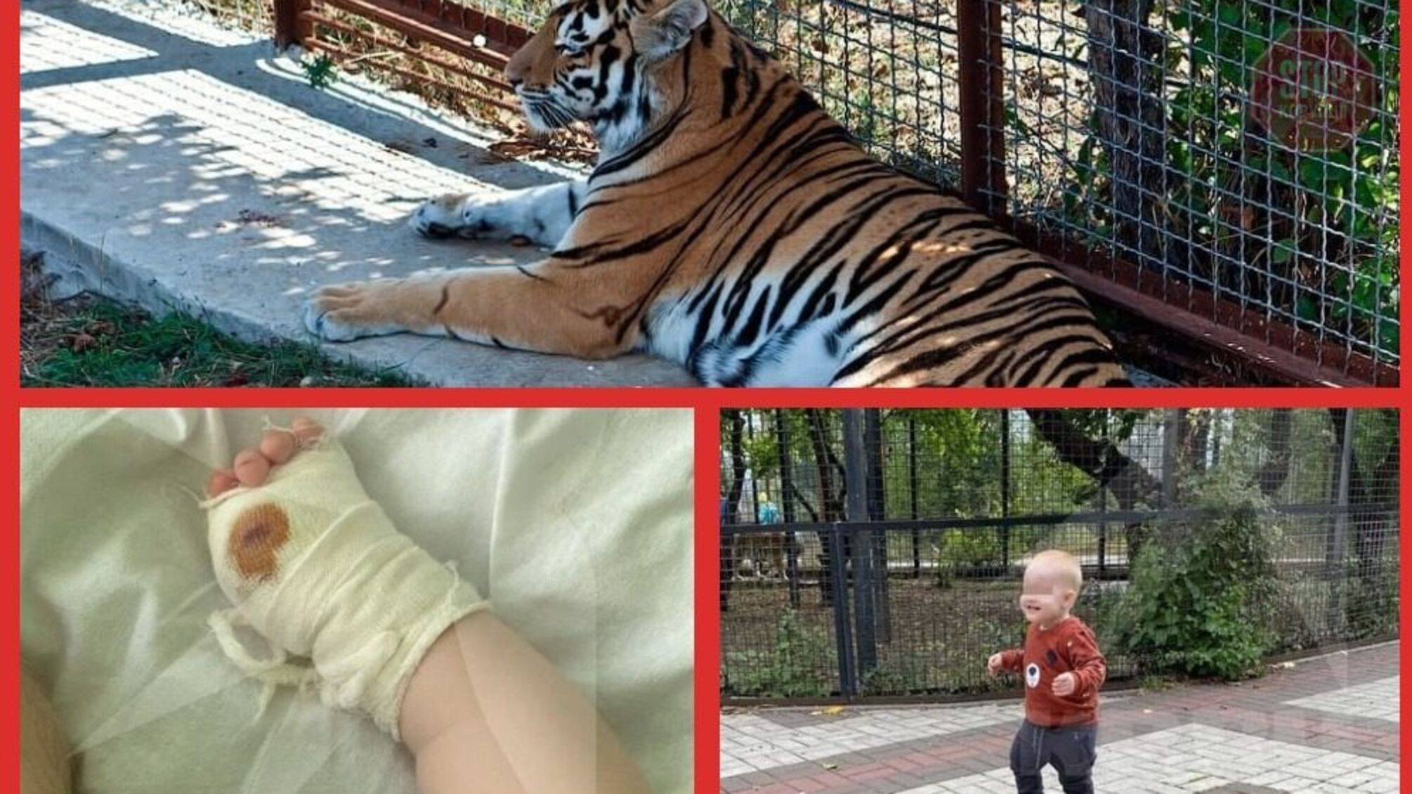 У Криму тигр відкусив палець малюку (фото)