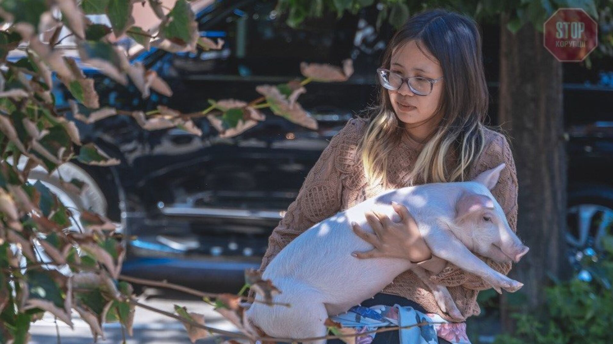 В Днепре иностранка держал свинью и теленка в съемной квартире (фото)