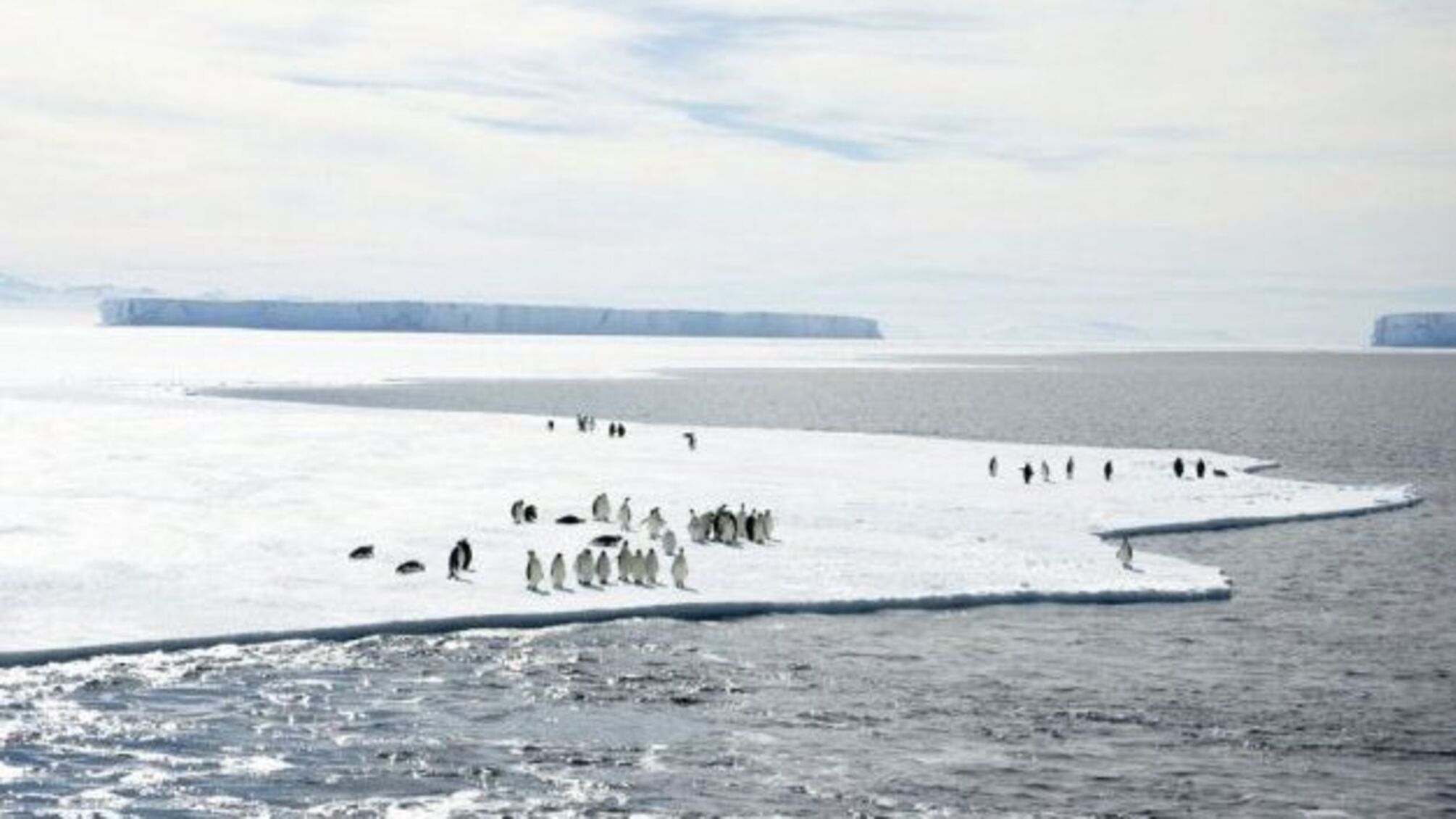 Українські полярники показали, як «марширують» пінгвіни