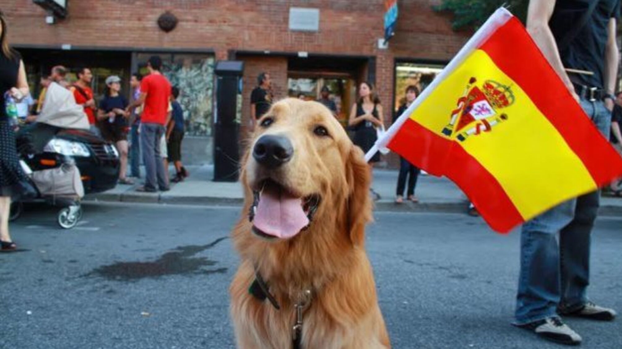 Суди в Іспанії враховуватимуть добробут домашніх тварин під час розлучень