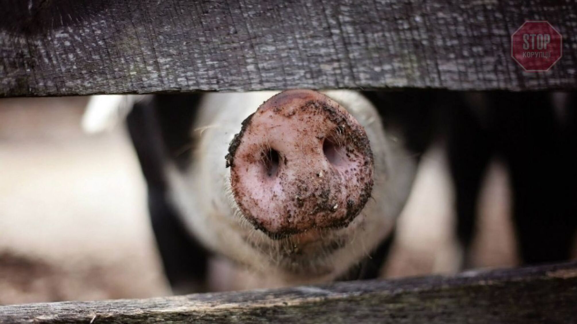 На Черниговщине впервые за два года зафиксировали чуму свиней