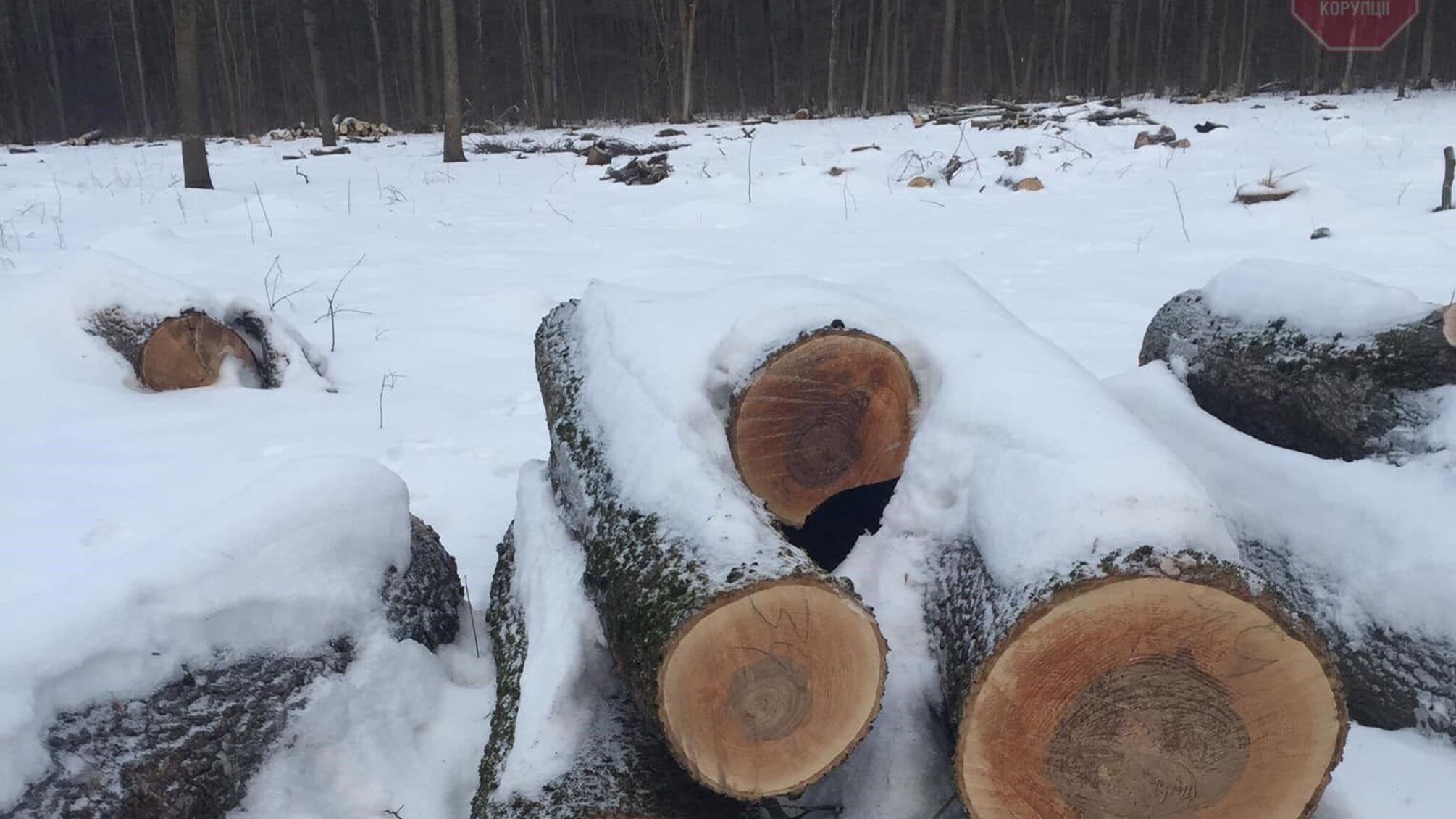 На Харківщині активісти зафіксували масове знищення лісів
