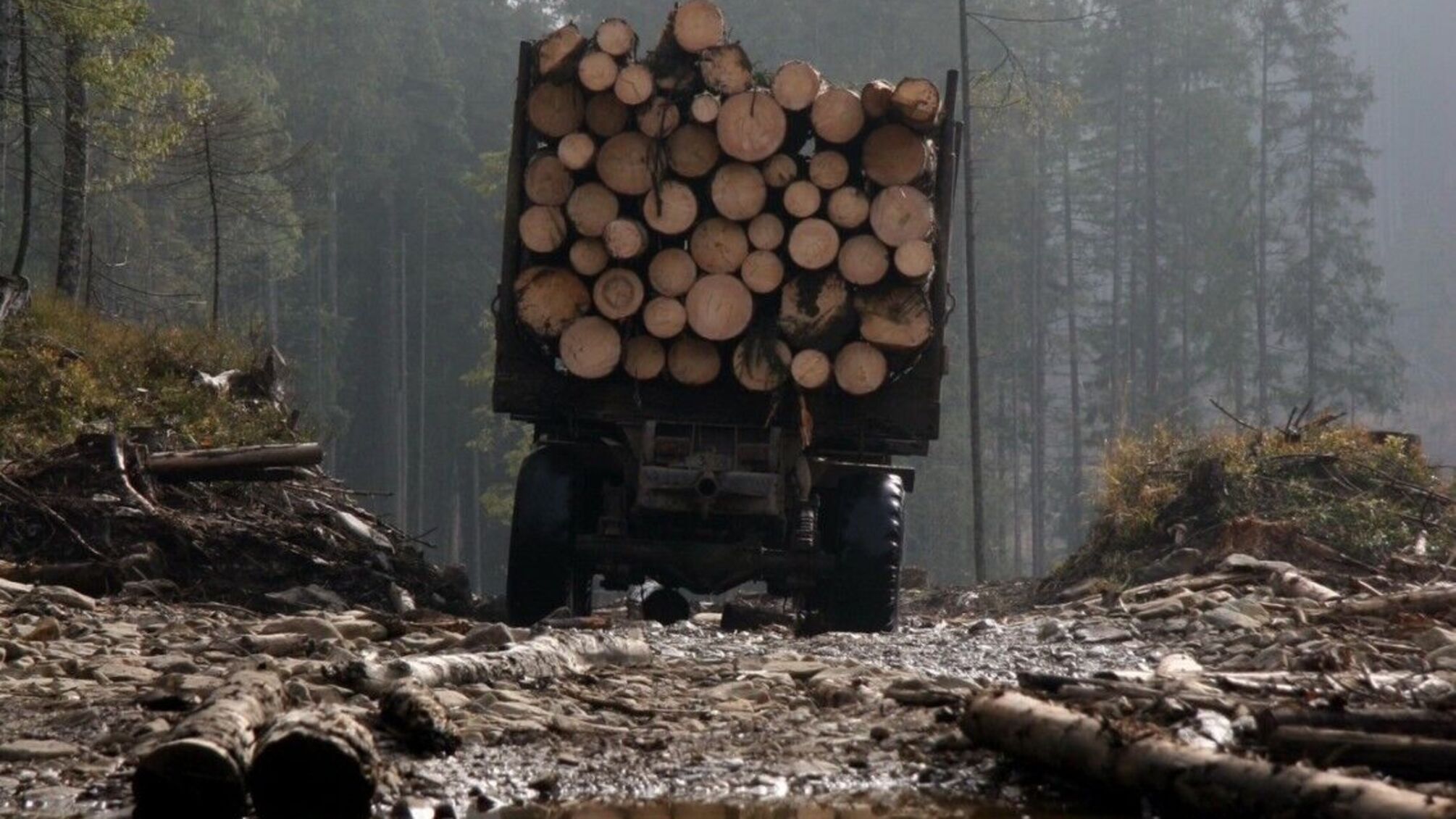 вкрадений ліс