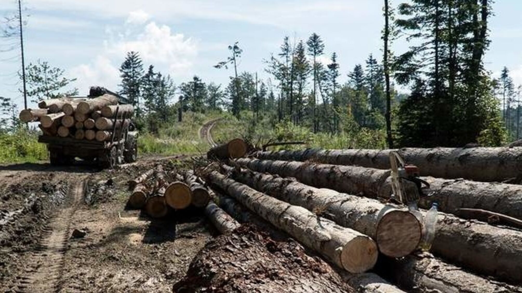 На Житомирщине работники лесхоза подорвались на мине: местные связывают это с незаконными рубками