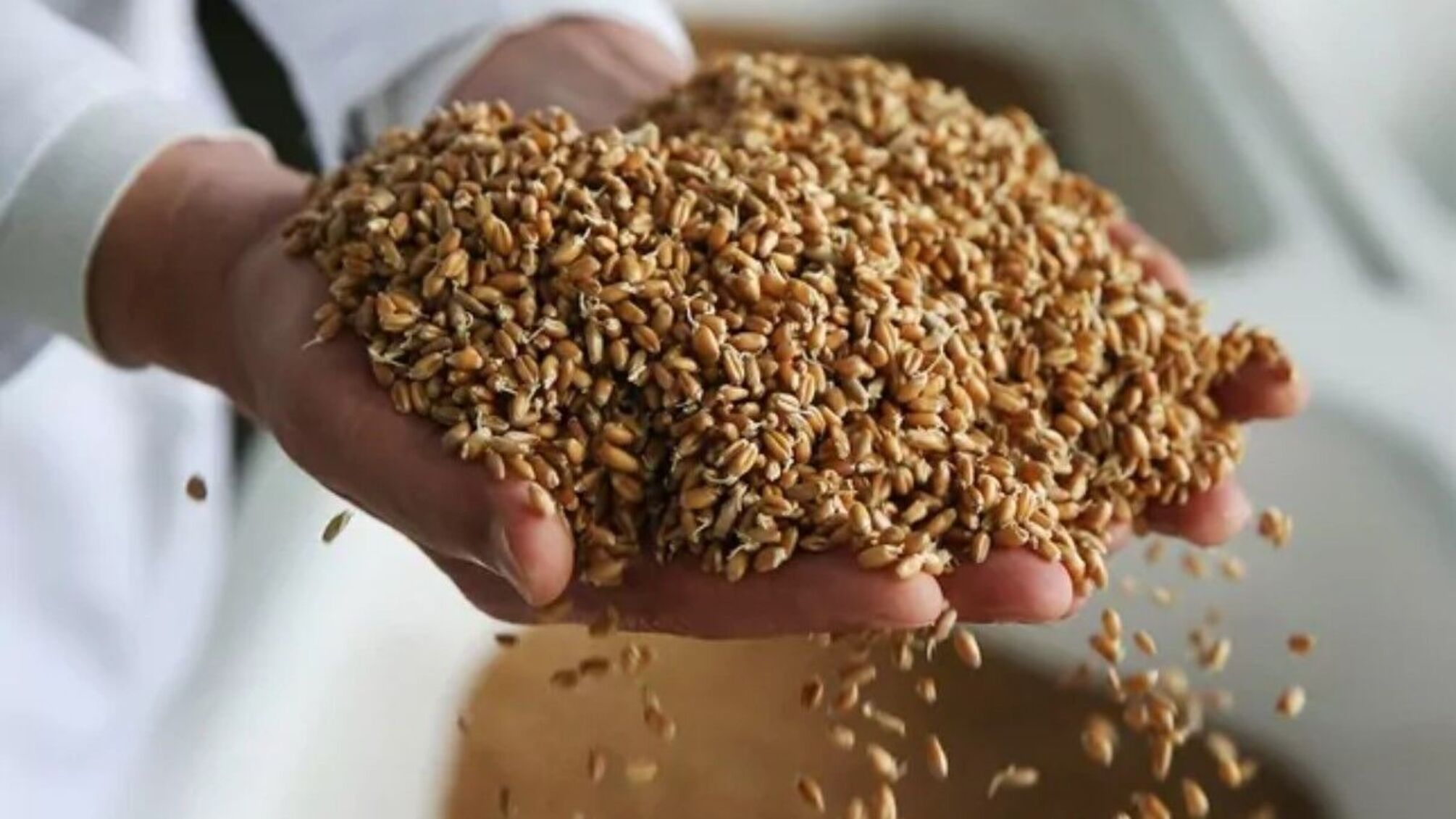 Из-за обстрелов, на Херсонщине, россия уничтожила 1 тысячу тонн зерна пшеницы