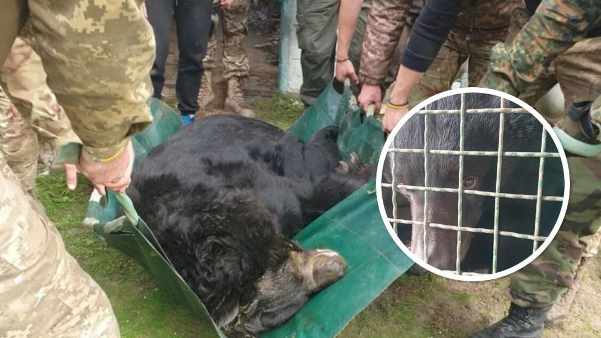 Чудом выжил в российской оккупации: возле Лимана ВСУ спасли контуженого медведя (фото)