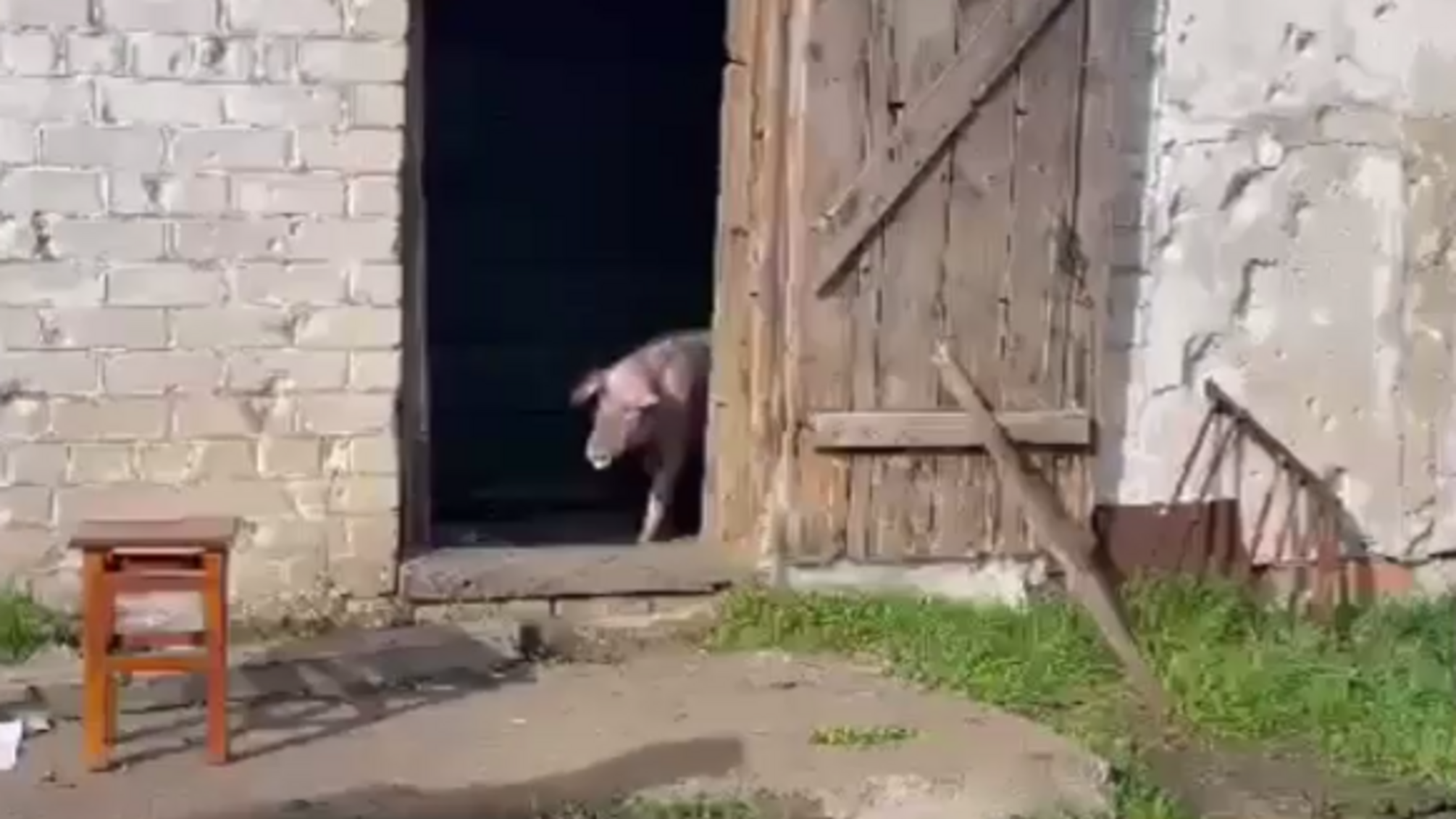 На Херсонщині окупанти жили у свинарнику та ділили стіл зі свинями – СБУ (відео)