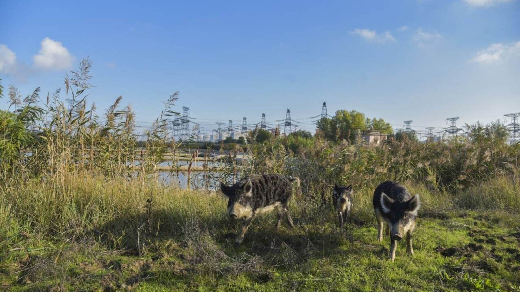 Своїми діями на тимчасово окупованій ЗАЕС окупанти вбивають тварин