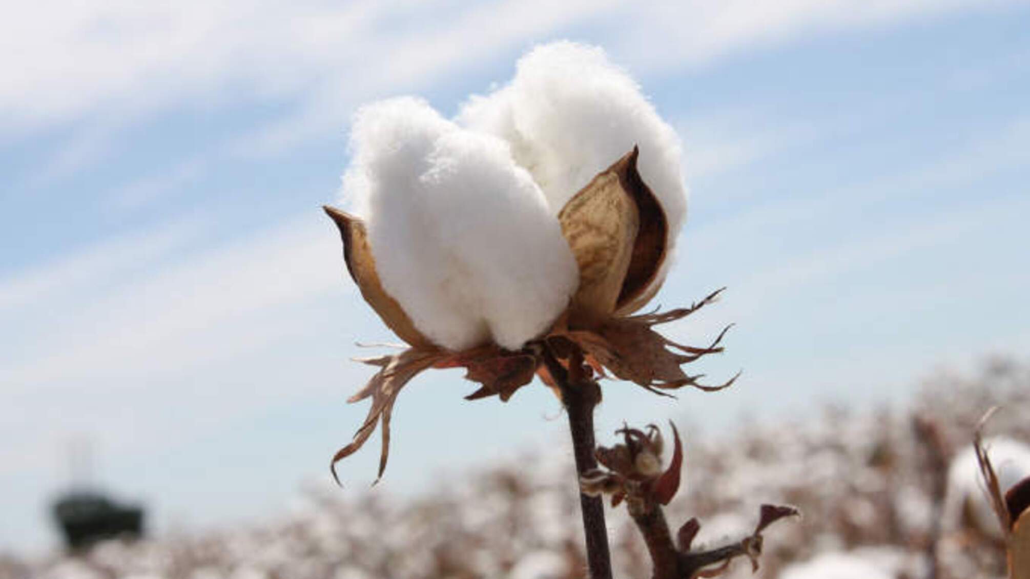 Бавовна в Криму, Бєлгороді та Курську