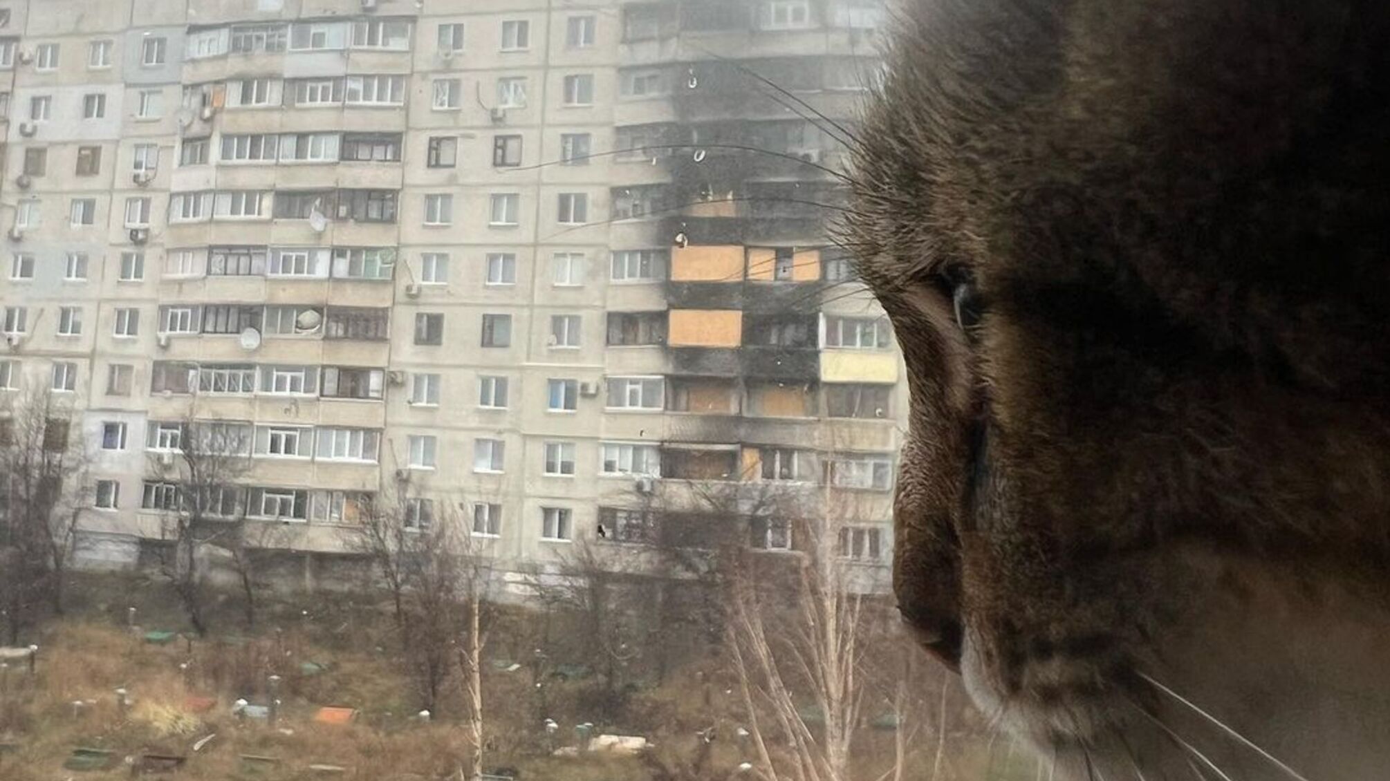 Харьковский кот Степан вернулся домой на Северную Салтовку (фото)