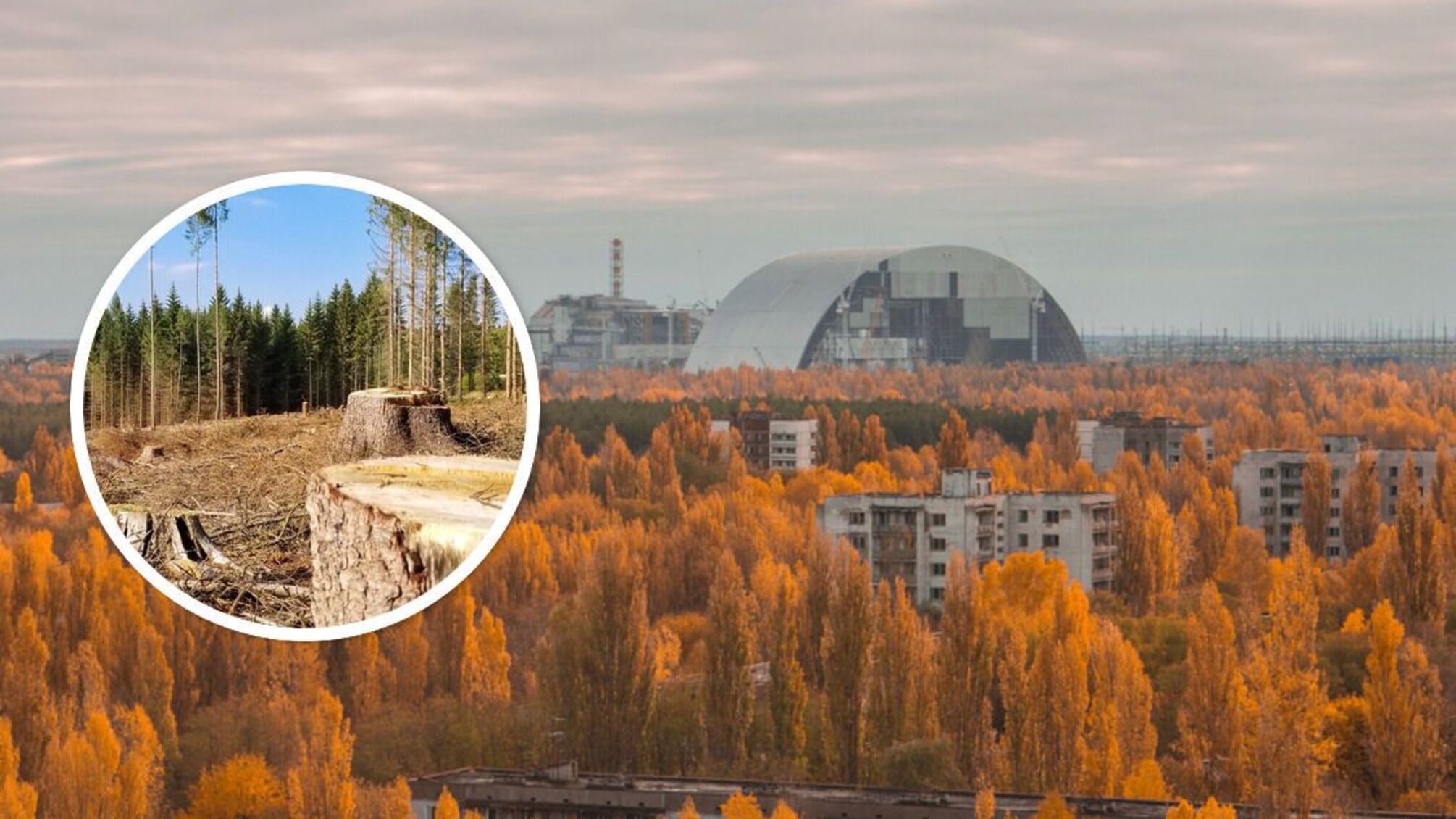 'Дерибан' Чорнобильського лісу: ДБР відкрила справу про незаконну вирубку 3 тисяч дерев